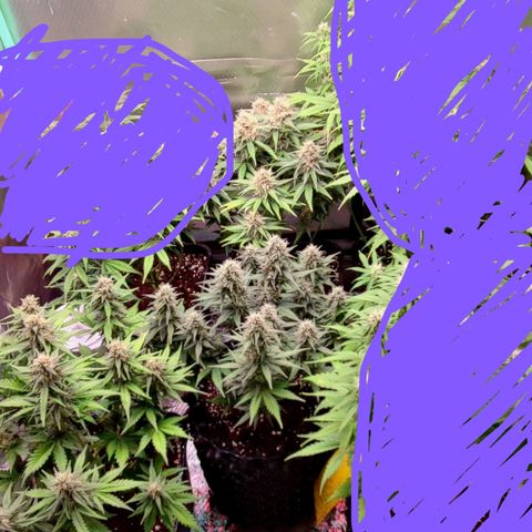 Royal Cheese Automatic growlog timeline photo