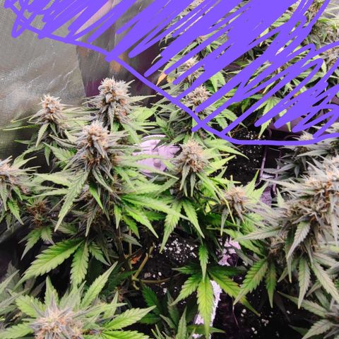 Royal Cheese Automatic growlog timeline photo