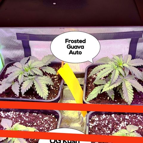 2x Frosted Guava Auto growlog timeline photo