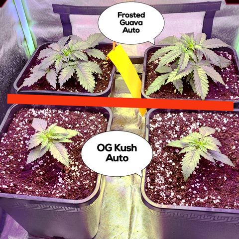 2x OG Kush Auto growlog timeline photo