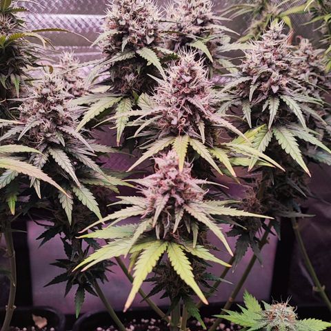 Royal Cheese Automatic growlog timeline photo