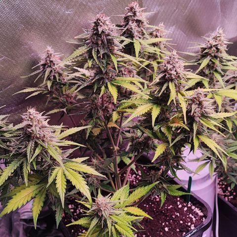 Royal Cheese Automatic growlog timeline photo