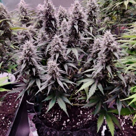 Royal Cheese Automatic growlog timeline photo