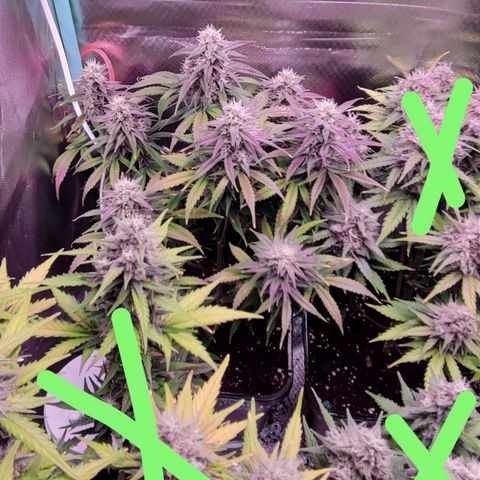 Auto Tropicana Cookies growlog timeline photo