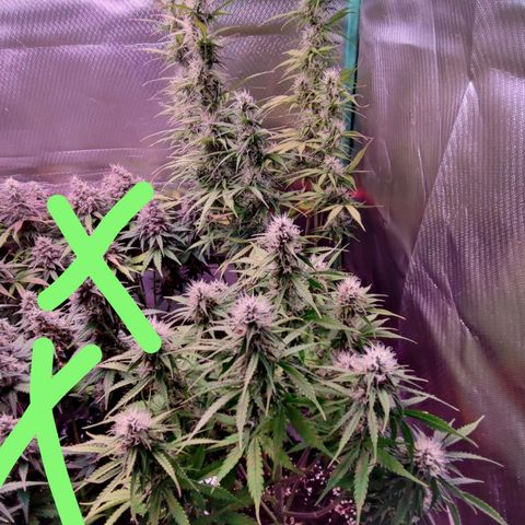 Auto Tropicana Cookies growlog timeline photo
