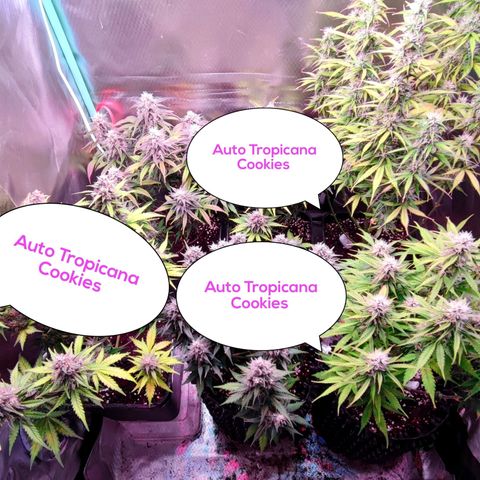 Auto Tropicana Cookies growlog timeline photo