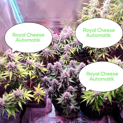 Royal Cheese Automatic growlog timeline photo