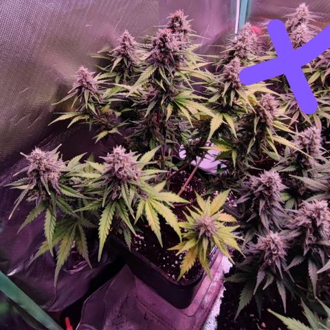 Royal Cheese Automatic growlog timeline photo
