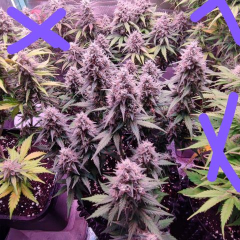 Royal Cheese Automatic growlog timeline photo