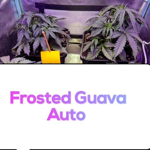 2x Frosted Guava Auto growlog timeline photo