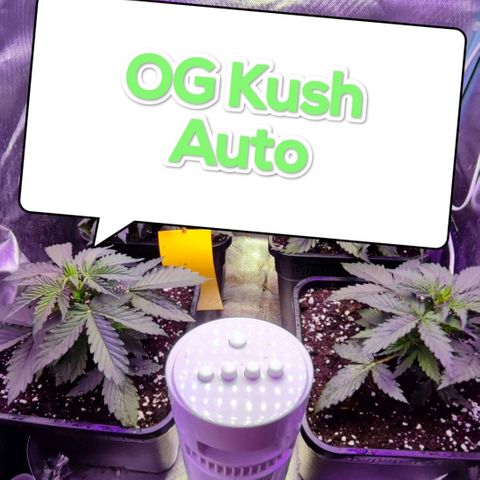 2x OG Kush Auto growlog timeline photo