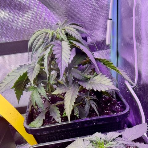 2x Frosted Guava Auto growlog timeline photo