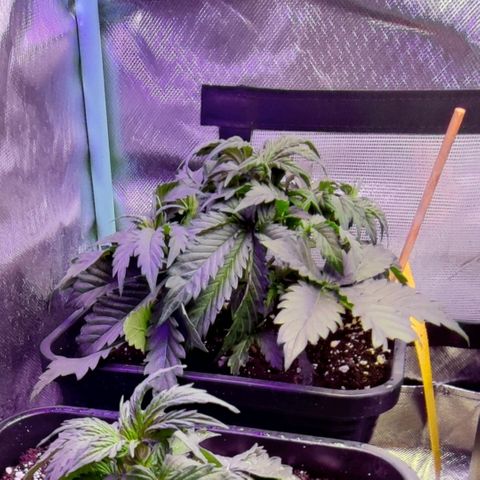 2x Frosted Guava Auto growlog timeline photo