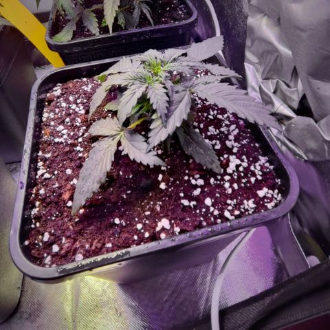 2x OG Kush Auto growlog timeline photo