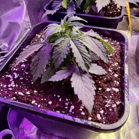 2x OG Kush Auto growlog timeline photo