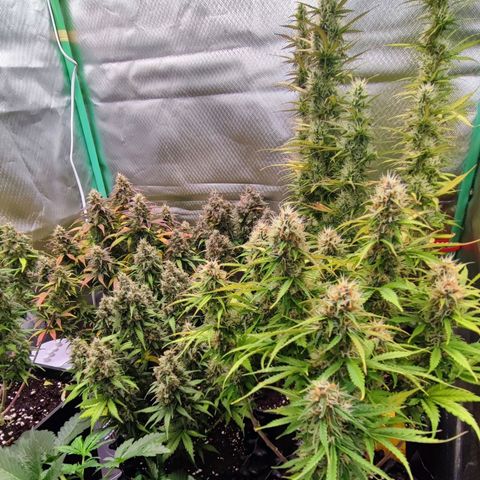 Auto Tropicana Cookies growlog timeline photo