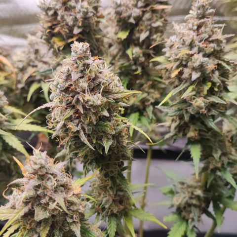 Auto Tropicana Cookies growlog timeline photo