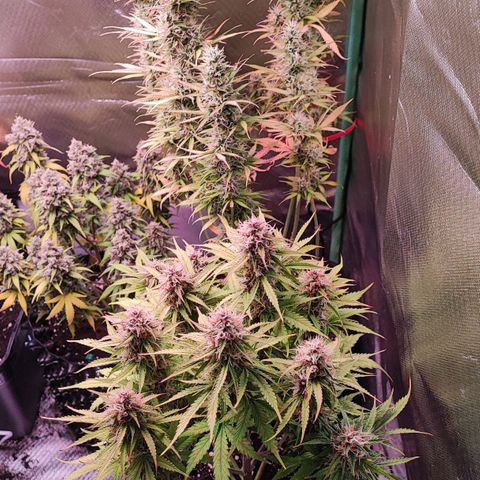 Auto Tropicana Cookies growlog timeline photo