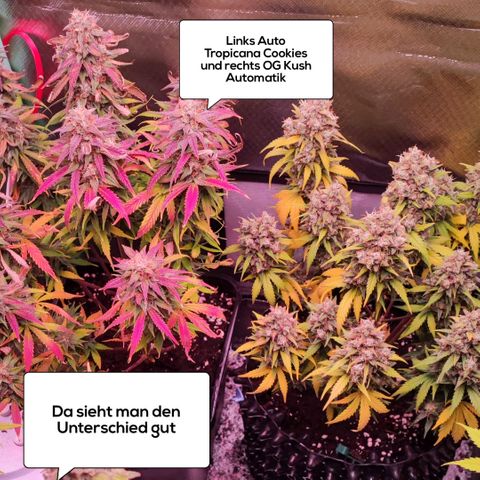 Auto Tropicana Cookies growlog timeline photo