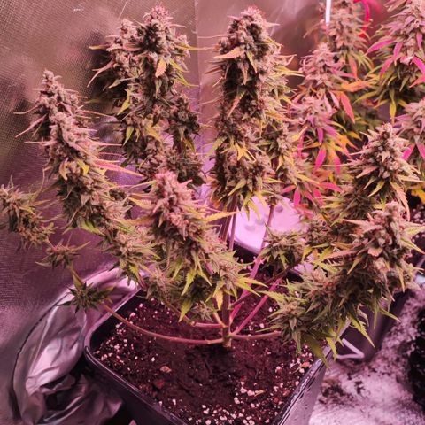 Auto Tropicana Cookies growlog timeline photo