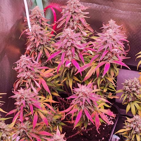 Royal Cheese Automatic growlog timeline photo