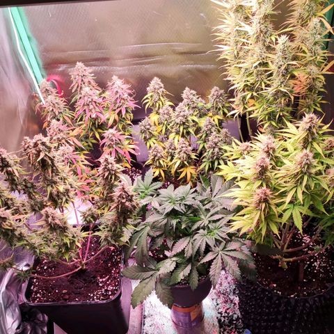 Royal Cheese Automatic growlog timeline photo