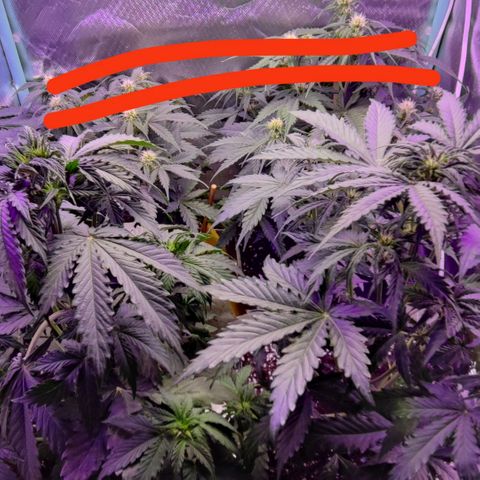 2x OG Kush Auto growlog timeline photo