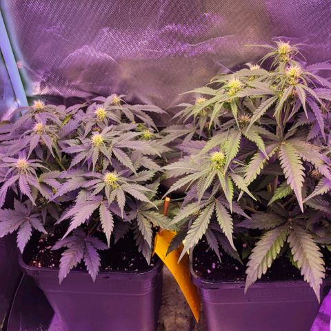 2x Frosted Guava Auto growlog timeline photo