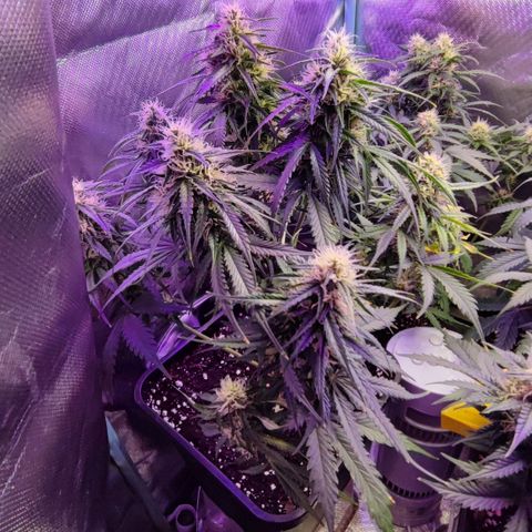 2x OG Kush Auto growlog timeline photo