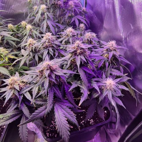 2x OG Kush Auto growlog timeline photo