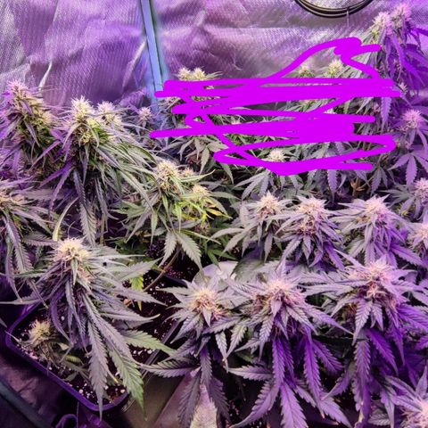 2x OG Kush Auto growlog timeline photo