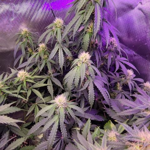 2x Frosted Guava Auto growlog timeline photo