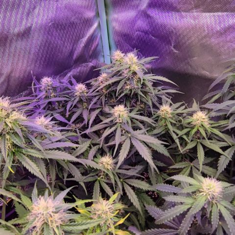 2x Frosted Guava Auto growlog timeline photo