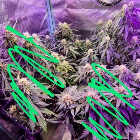 2x Frosted Guava Auto growlog timeline photo