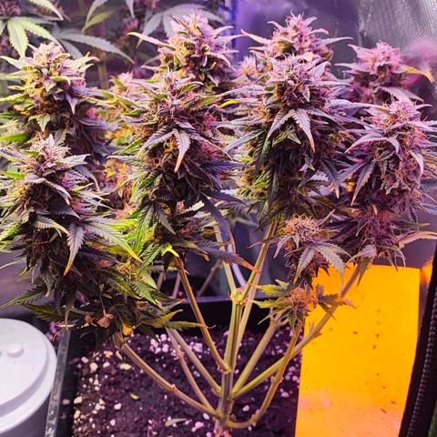 2x OG Kush Auto growlog timeline photo
