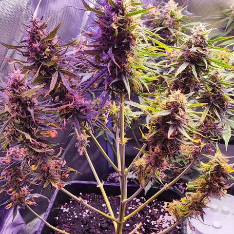 2x OG Kush Auto growlog timeline photo