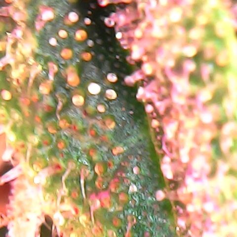 2x OG Kush Auto growlog timeline photo