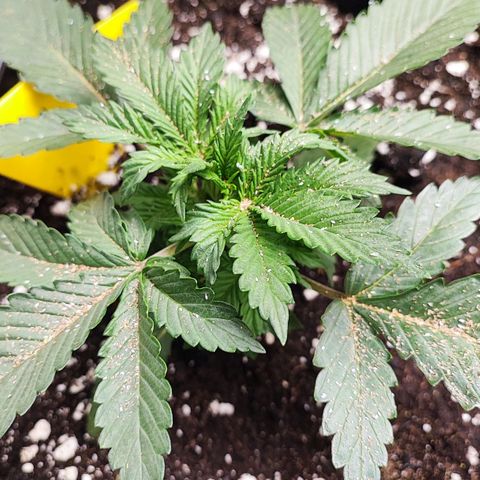 Black Orchid Auto growlog photo: Blattlaus Alarm, die schnelle Eingreiftruppe kommt zum Einsatz...