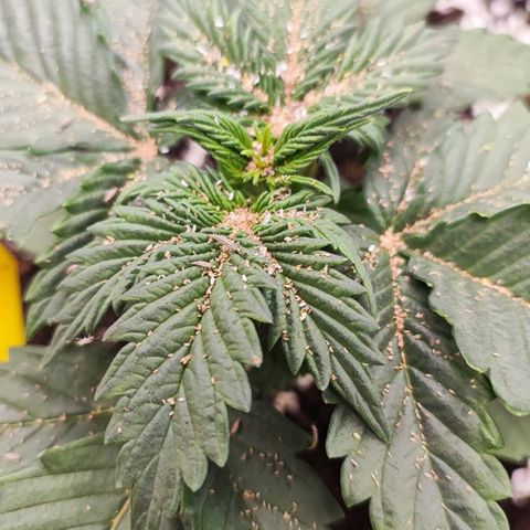 Black Orchid Auto growlog photo: Blattlaus Alarm, die schnelle Eingreiftruppe kommt zum Einsatz...