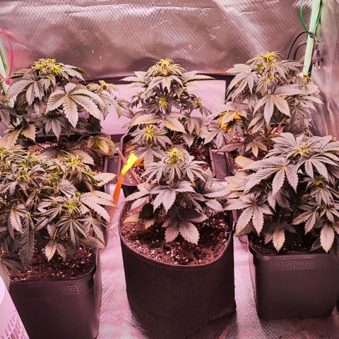 Black Orchid Auto growlog timeline photo