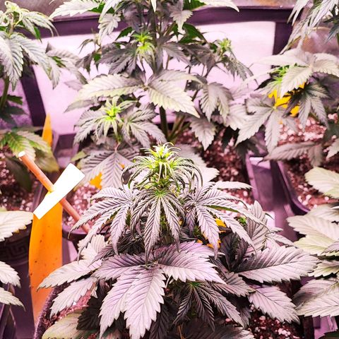 Black Orchid Auto growlog timeline photo