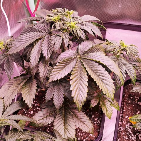 Black Orchid Auto growlog timeline photo