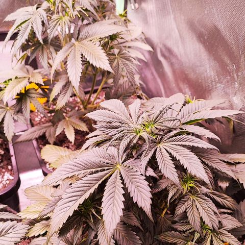 Black Orchid Auto growlog timeline photo