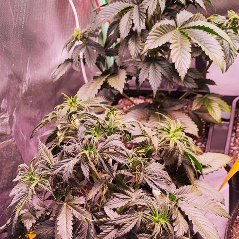 Black Orchid Auto growlog timeline photo