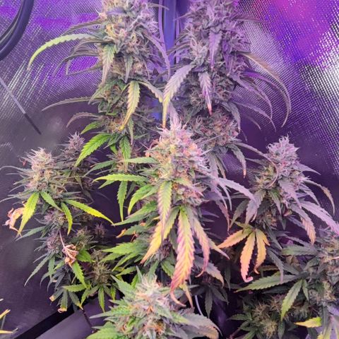 2x Frosted Guava Auto growlog timeline photo