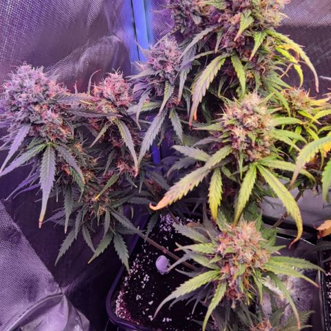 2x Frosted Guava Auto growlog timeline photo