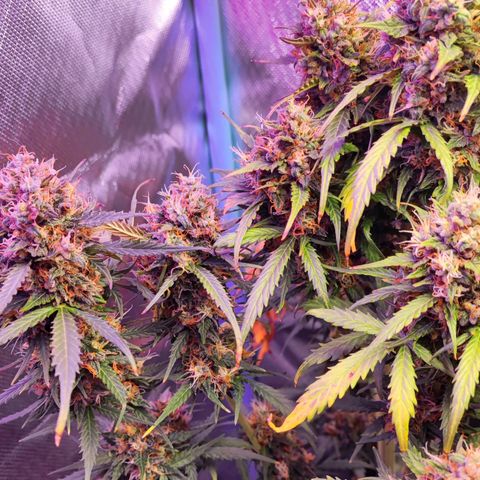 2x Frosted Guava Auto growlog timeline photo