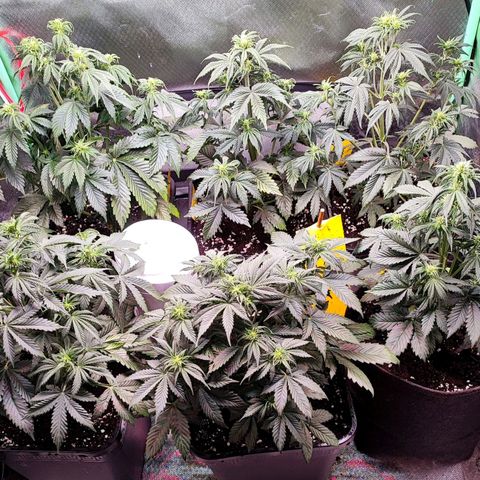 Black Orchid Auto growlog timeline photo