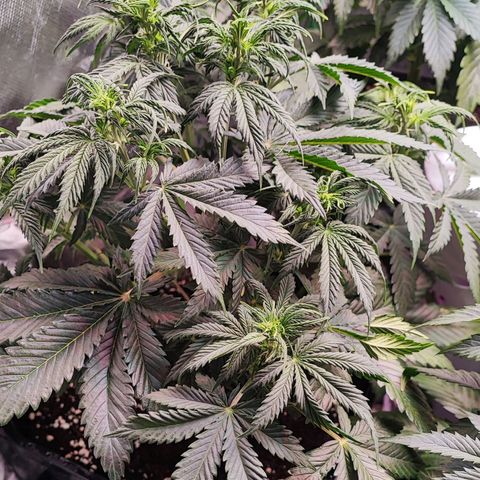 Black Orchid Auto growlog timeline photo
