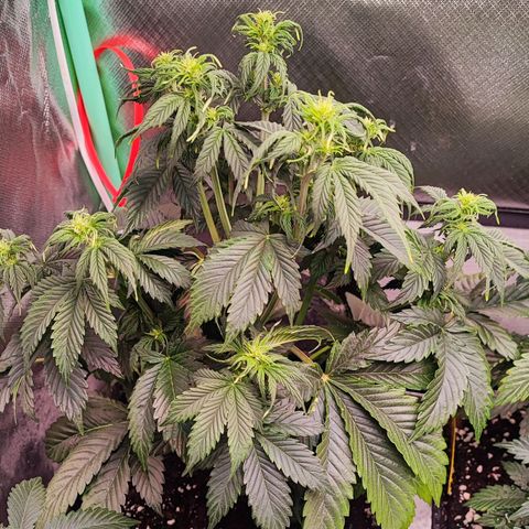 Black Orchid Auto growlog timeline photo